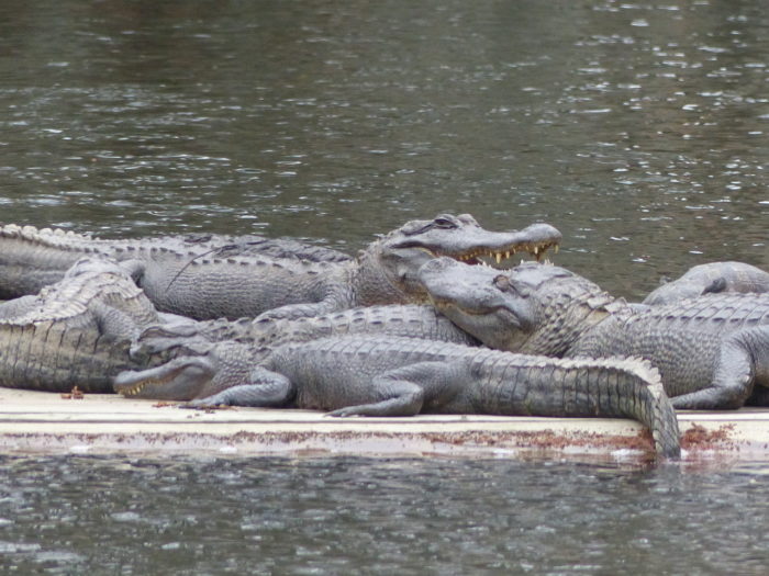 Alligators de Louisiane