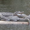 Alligators de Louisiane